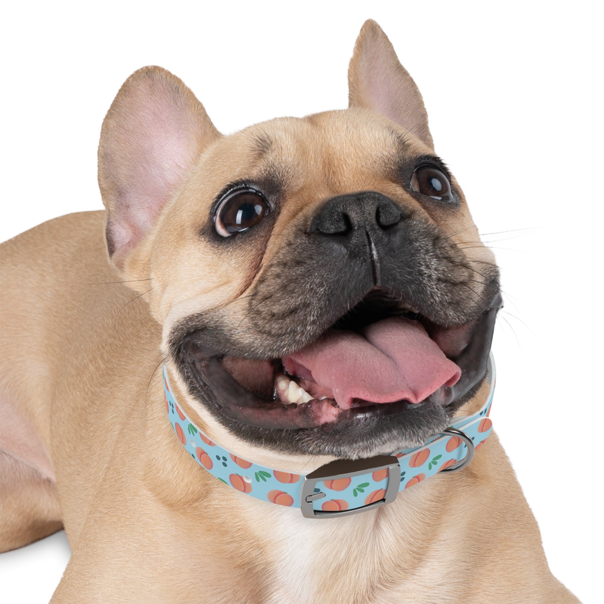 Dog Collar - Feelin Peachy
