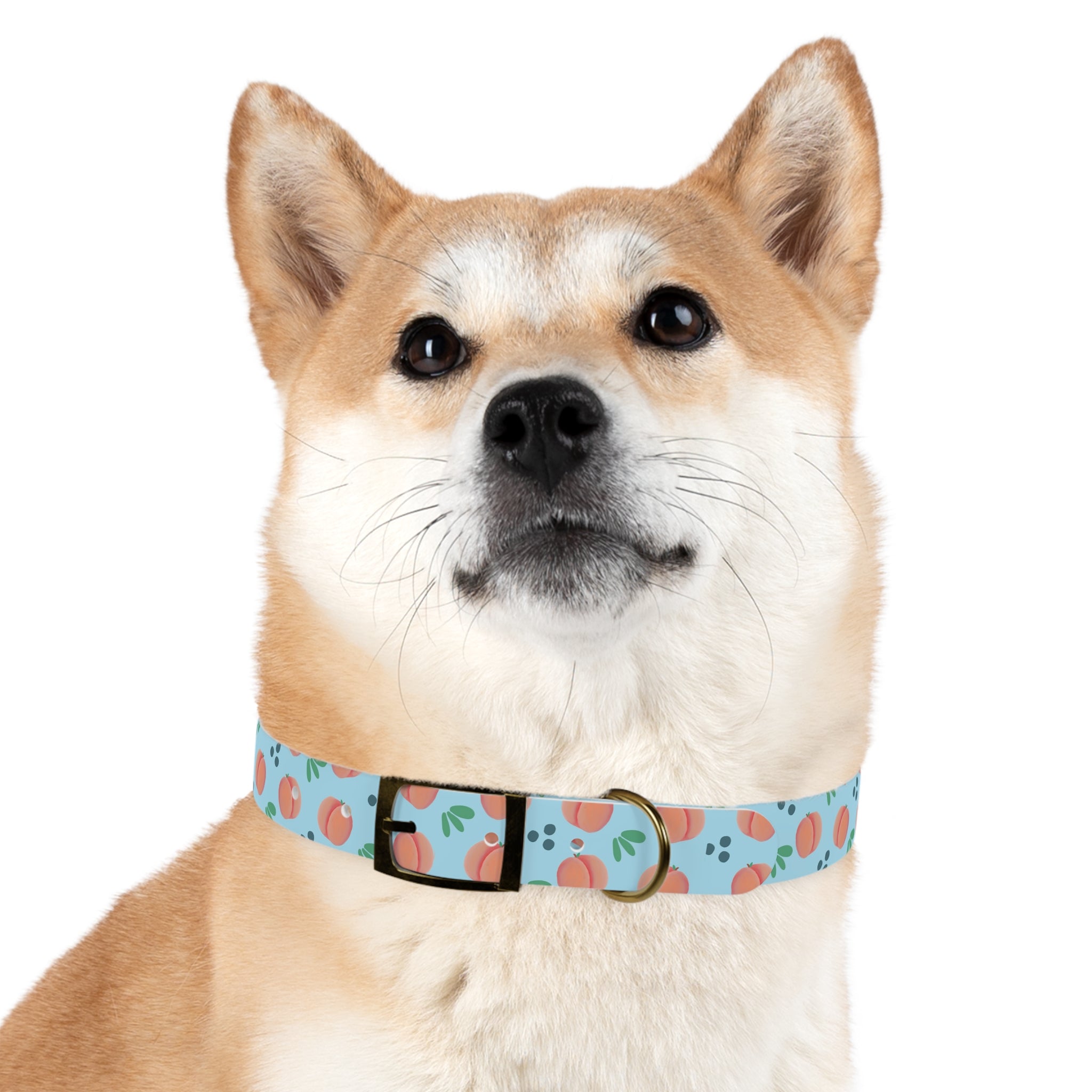 Dog Collar - Feelin Peachy