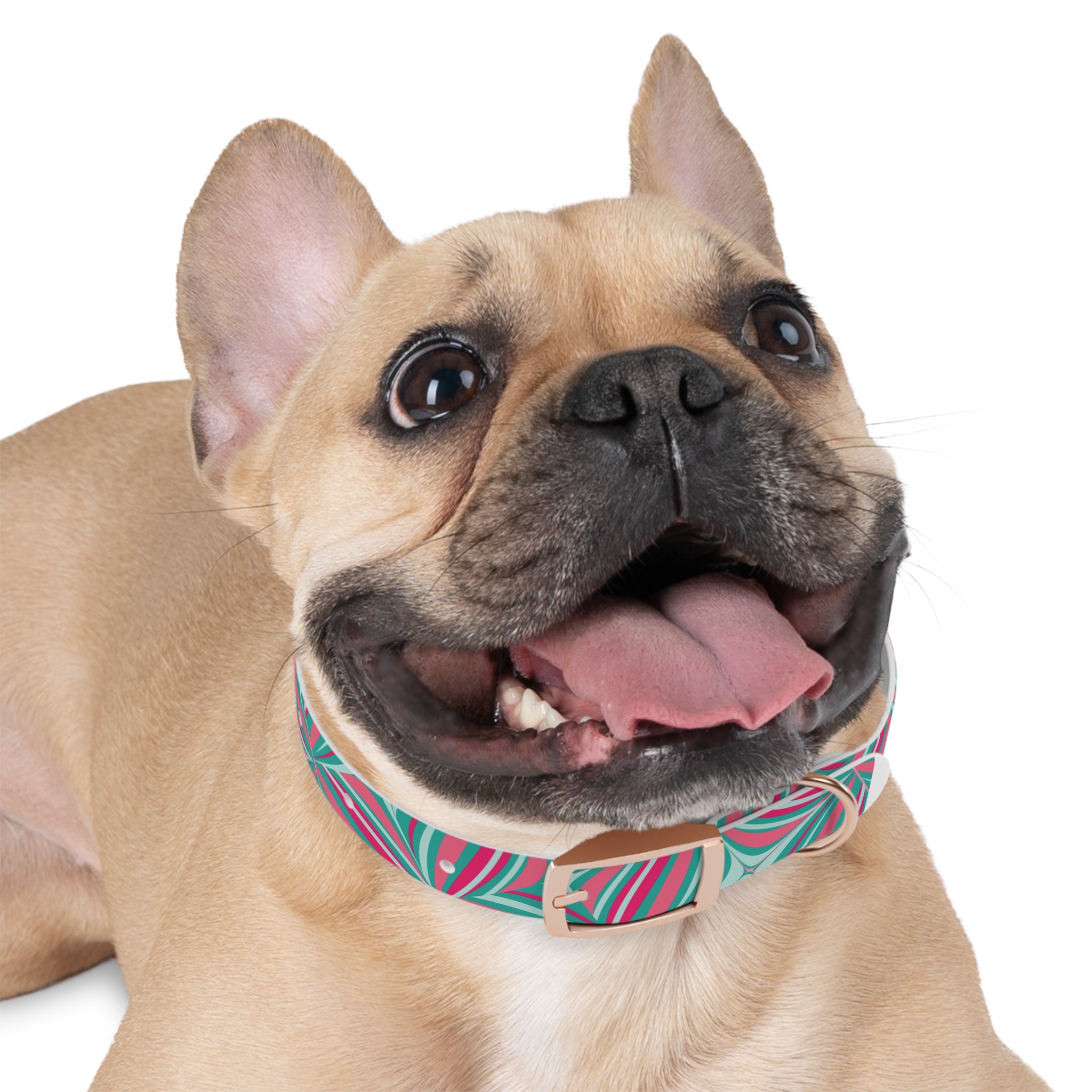 Dog Collar- Whimsy Collection