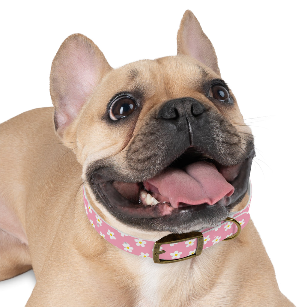 Dog Collar - Daisy Collection