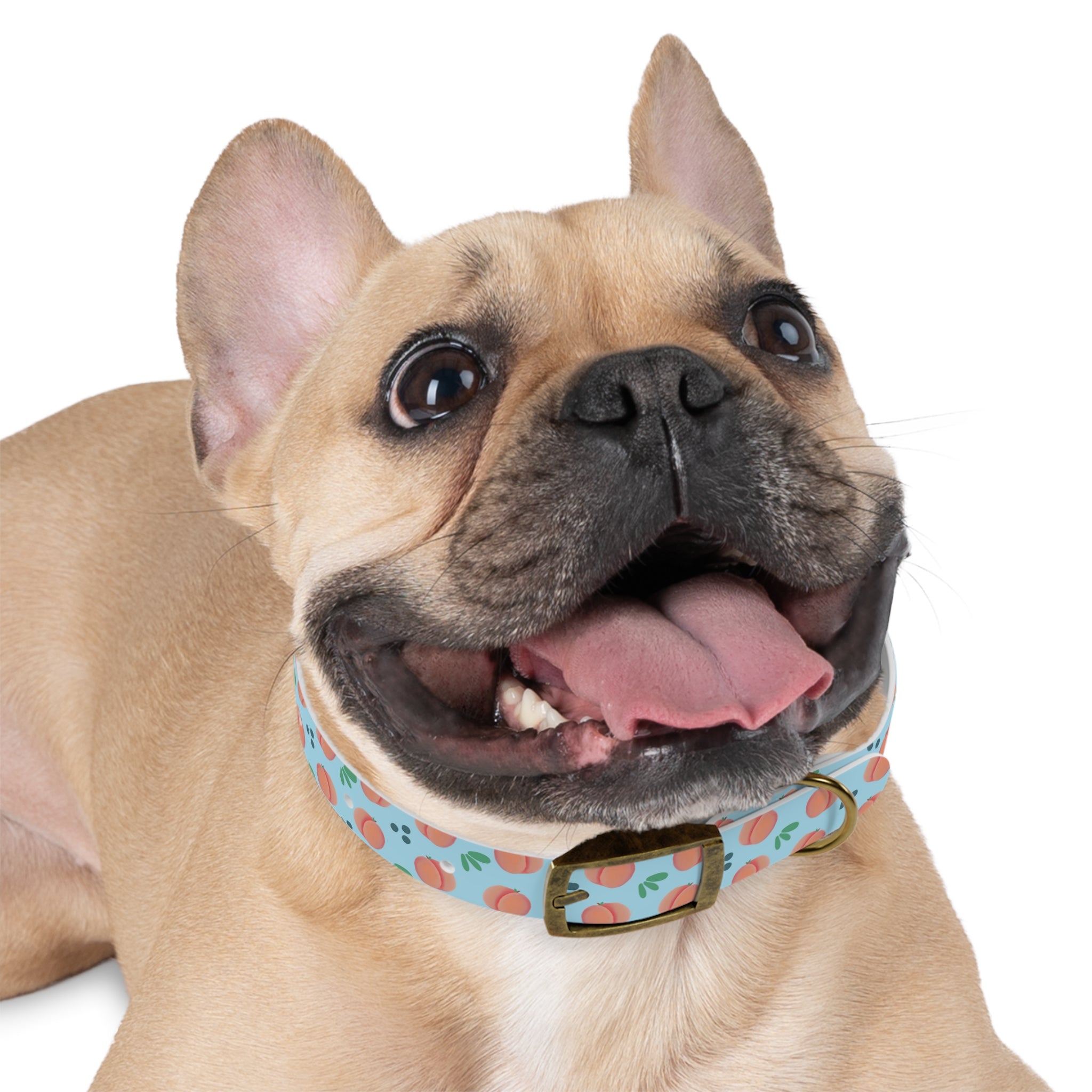 Dog Collar - Feelin Peachy
