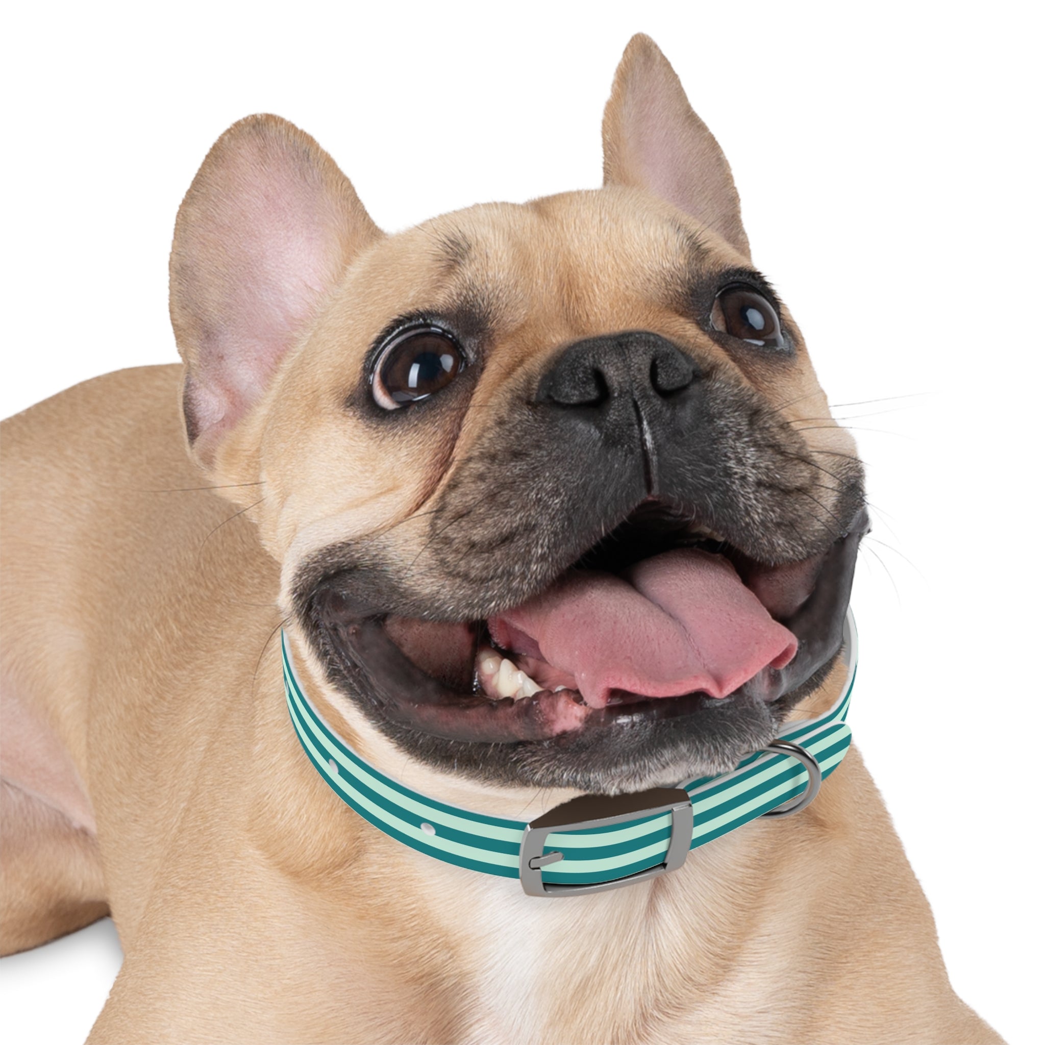 Dog Collar